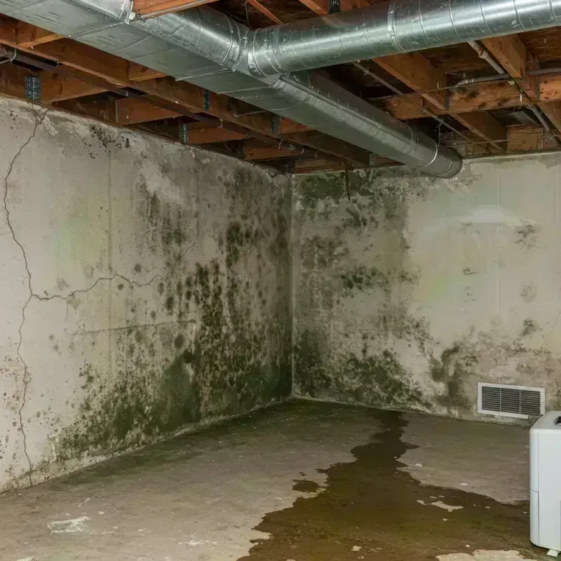 Professional Mold Removal in Pascoag, RI